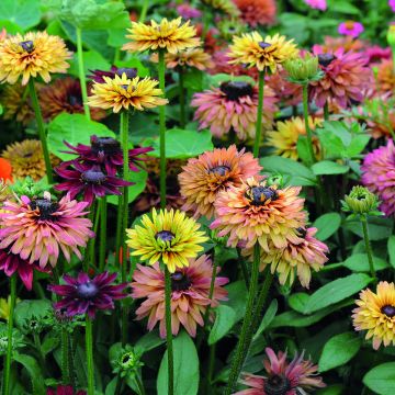 Rudbeckia hirta Caramel Mixed (zaad) - Zonnehoed