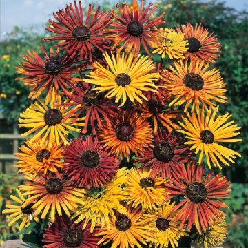 Rudbeckia hirta Chim Chiminee (zaad) - Zonnehoed