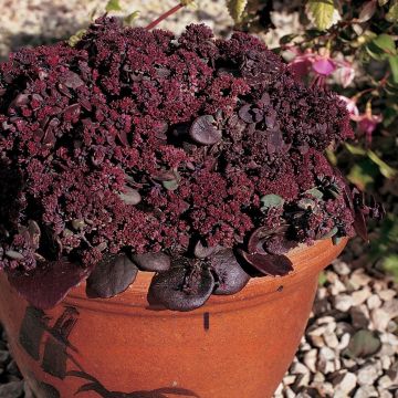 Sedum ussuriense Turkish Delight (zaad) - Hemelsleutel