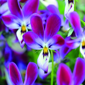 Viola wittrockiana Bunny Ears (zaad) - Grootbloemige viool