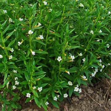 Gratiola officinalis (zaad) - Genadekruid