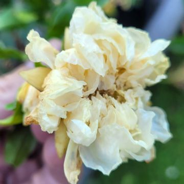 Punica granatum Alba Plena - Granaatappel