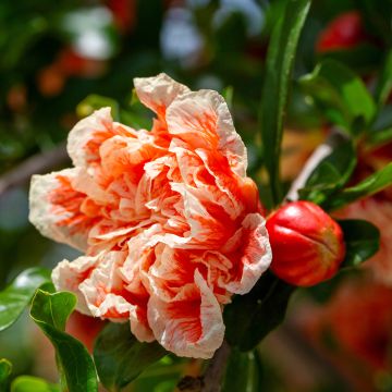 Punica granatum California Sunset - Granaatappel