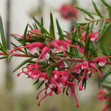 Grevillea gracilis Clearview David - Australische zilvereik