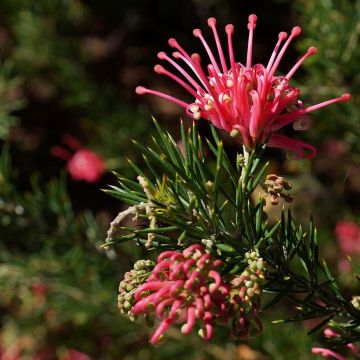 Grevillea juniperina - Australische zilvereik