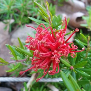 Grevillea juniperina New Blood - Australische zilvereik