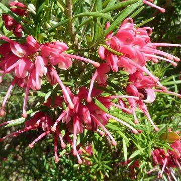 Grevillea rosmarinifolia - Rozemarijn-grevillea