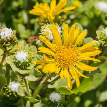 Grindelia camporum - Gomplant