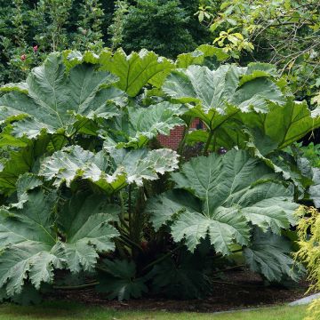 Gunnera manicata - Mammoetblad