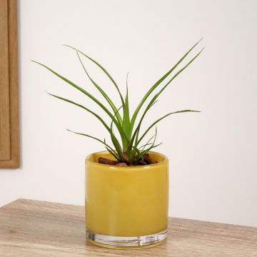 Guzmania Alerta - Luchtbromelia