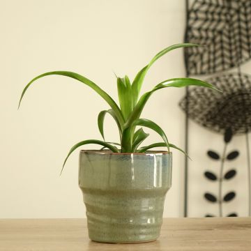 Guzmania Candy - Luchtbromelia