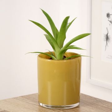 Guzmania Flava - Luchtbromelia
