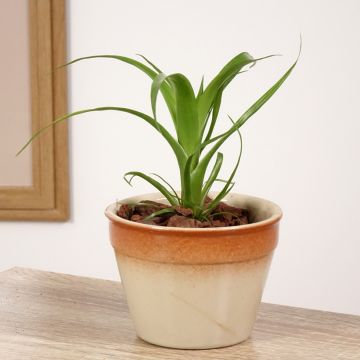 Guzmania Hilda - Luchtbromelia