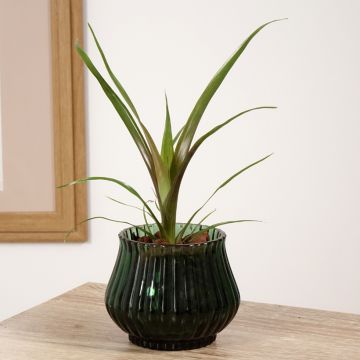 Guzmania Loja - Luchtbromelia