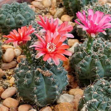 Gymnocalycium baldianum - Spincactus