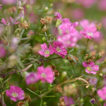Gypsophila repens Rosa Schönheit - Kruipend gipskruid