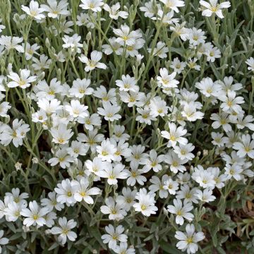 Gypsophila repens Wit - Kruipend gipskruid