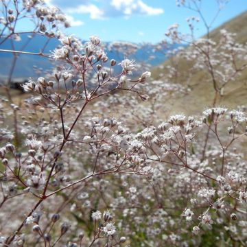 Gypsophila paniculata - Bruidssluier