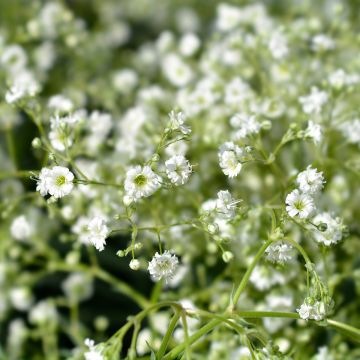 Gypsophila paniculata Snow Flake - Bruidssluier