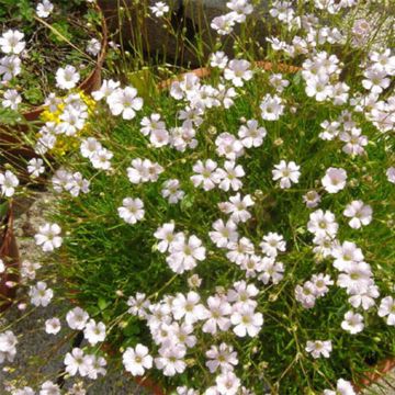 Gypsophila tenuifolia - Gipskruid