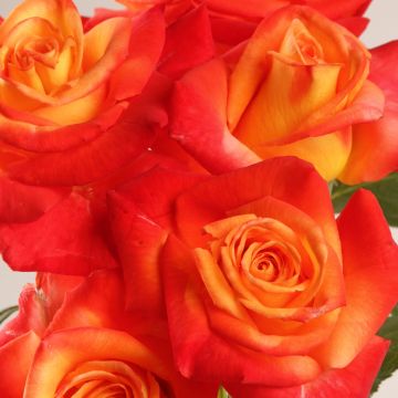 Rosa Henryane de Chaponay - Grootbloemige roos