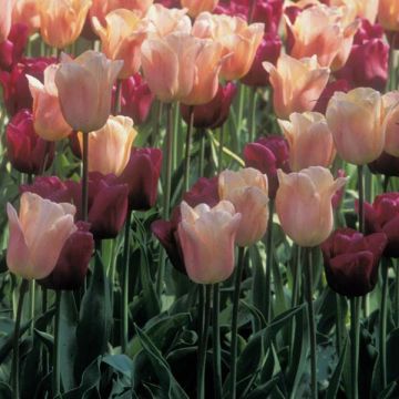 Abrikoos en Paarse Tulpensymfonie