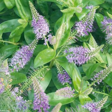 Hebe Ouessant - Struikveronica