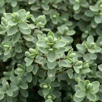 Hebe carnosula - Struikveronica