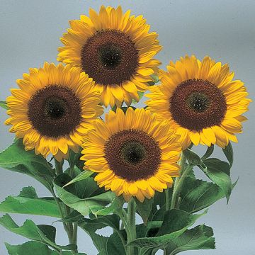 Zonnebloem Sunrich Orange F1 (zaad) - Helianthus annuus