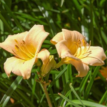 Hemerocallis Mini Stella - Daglelie
