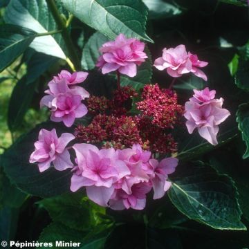 Hydrangea macrophylla Etoile Violette - Schermhortensia