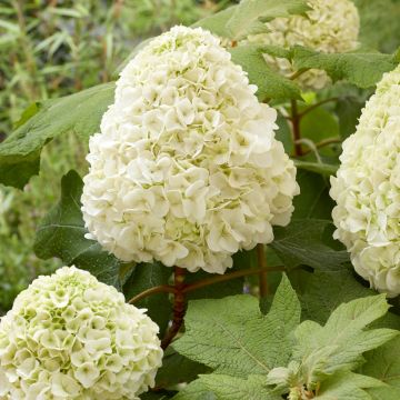Hydrangea quercifolia Tara - Eikenbladhortensia