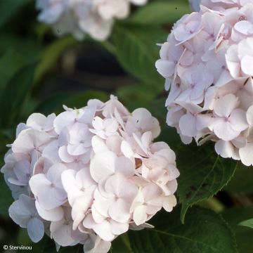 Hydrangea macrophylla Rahic - Bolhortensia