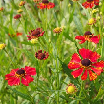 Zonnekruid Rubinzwerg - Helenium