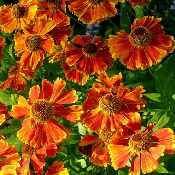 Helenium Waltraut - Zonnekruid