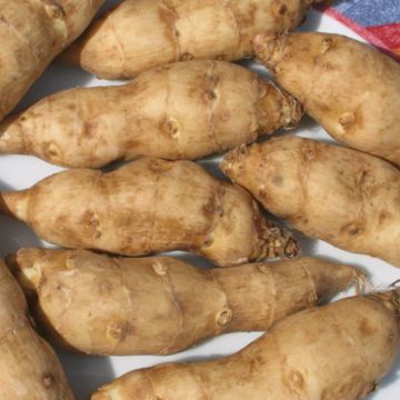 Zonnewortel - Helianthus strumosus Zonnewortel - Helianthus strumosus