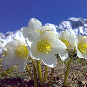 Helleborus  niger Maximus - Kerstroos