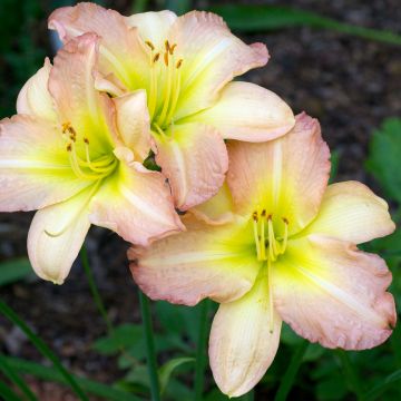 Hemerocallis Amy Stewart - Daglelie