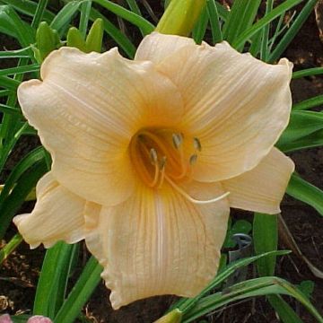 Hemerocallis Annie Welch - Daglelie