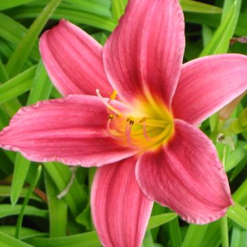 Hemerocallis Baby Betsy - Daglelie