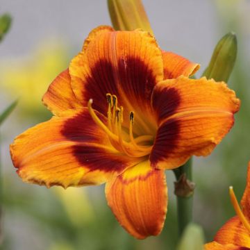 Hemerocallis Bandit Man - Daglelie