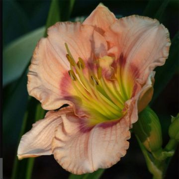 Hemerocallis Bette Davis Eyes - Daglelie