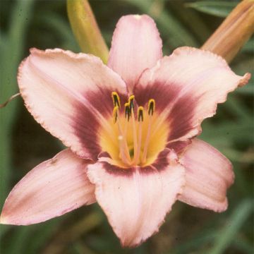 Hemerocallis Bishop Crest - Daglelie