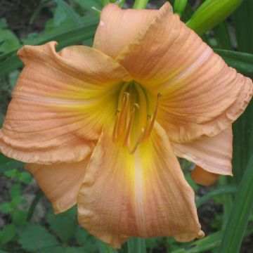 Hemerocallis Bright Memories - Daglelie