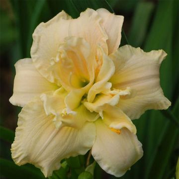 Hemerocallis Chardonnay - Daglelie