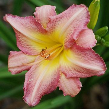Hemerocallis Chicago Candy Cane - Daglelie