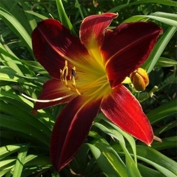 Hemerocallis Chipper Cherry - Daglelie