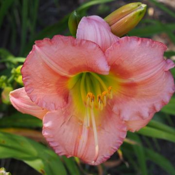 Hemerocallis Chorus Line - Daglelie