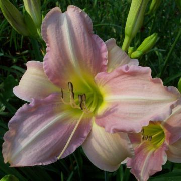Hemerocallis Chosen Love - Daglelie