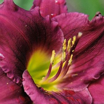 Hemerocallis Cawley Crown - Daglelie